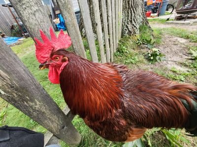 CluckCluckClan Profile
