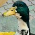Pato Juan (@patojuancuak) Twitter profile photo Pato Juan (@patojuancuak) Twitter profile photo