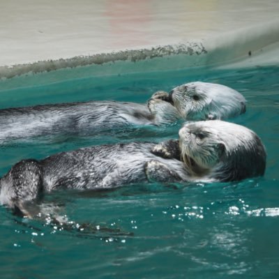 ラコすけと申します。 鳥羽水族館に行って人生が変わりました。結果どハマりしまして、多いと月2〜3くらいでメイちゃんキラちゃんに会いに行ってます。 いろんな人と繋がりたくて作りました。 鳥羽水族館に行くために生きて働いてます。 それだけが人生です。(´3`)