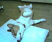音♪ 好き