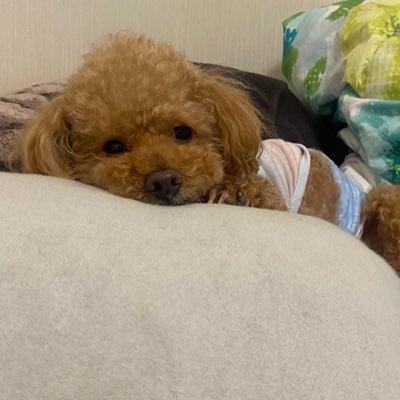 snownissy's profile picture. 元ジュニア担 舞台班でした 。からの#菊池風磨 💜💜堕ち #timelesz 落ち #ちなヤク だいぶ大人です 40over 無言フォロー失礼します。 恥ずかしいから鍵垢なので気軽に声かけてください #忘備録 新しくやり直しマース