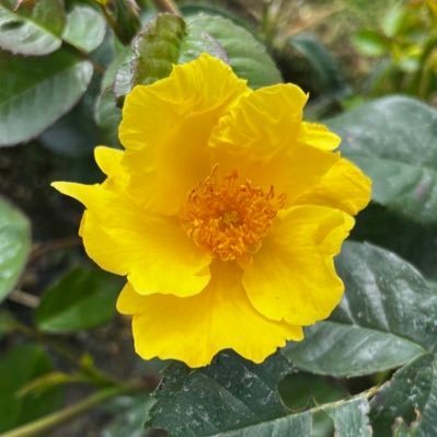@UlsterSaysGrow