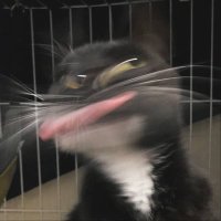 Will Stancil’s 2011 NYE Rape Spree Groyper (@rapeandbeating) 's Twitter Profile Photo