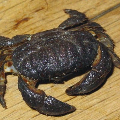 JeromeTheCrab's profile picture. 