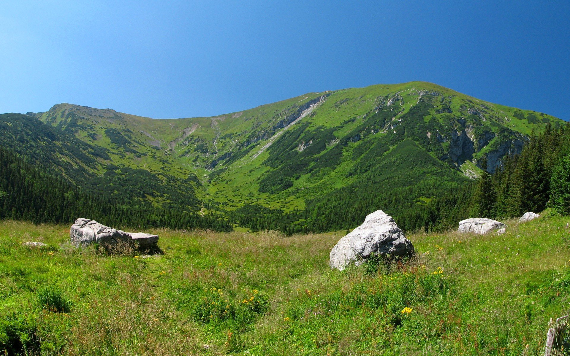 fabinhoBJJ's profile picture. Misery loves company