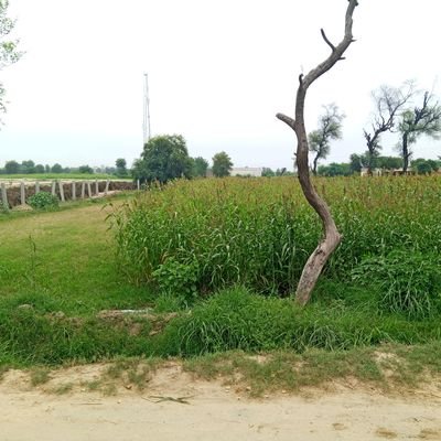 Muhamma59365806's profile picture. BSc Civil Engineer Patriotic