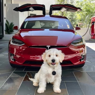 CEO OF TESLA CARS, SPACEX & OWNER OF BORING COMPANY⚡️🚀