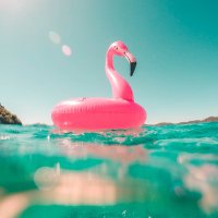 Flamingo.Sol (@flamingosol1) 's Twitter Profile