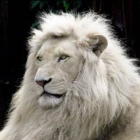 Český Sen (@ceskysen) 's Twitter Profile