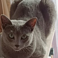 Por Un Mundo Felino Mejor 🌍🐱 (@fernandogo5792) 's Twitter Profile Photo