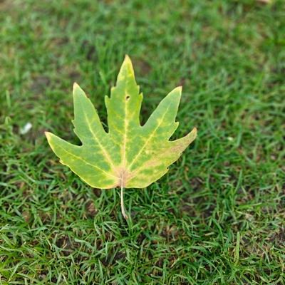 AhmadMattoo1's profile picture. 