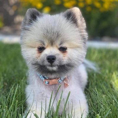 🐾Nonprofit Animal Rescue Saving Lives
📍Chicago & Beyond
❤️Your Support Keeps Our Mission Alive
🔗 Be Part of the Change via link below