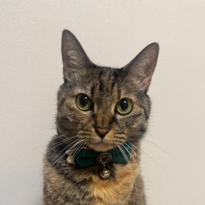 30代後半。猫2匹を溺愛してます🐱コスメ好き。1stクールサマー2ndクールウィンター。デパコス全般が好きです🐱骨格ドラマティック🐱顔タイプフレッシュとソフエレの真ん中直線より🐱ダイエットしてます🐱 気軽に呼びタメでよいです😺読書/ホラー/うたプリも好きです✨誤字脱字多いです、すみません