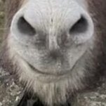 Donkey Snout (@1of7e9) 's Twitter Profile