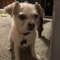 Dante Centore (@civicdragonfly9) 's Twitter Profile
