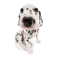➪ Kipper ▼・ᴥ・▼ (@screwzlooze) 's Twitter Profile