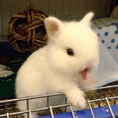 bunnymic4's profile picture. edtwt/shtwt