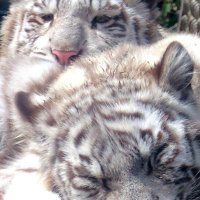 RAMTIN (@r9mtin) 's Twitter Profile Photo RAMTIN (@r9mtin) 's Twitter Profile Photo