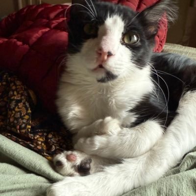 moony, born 2/13/25 (?). i crave human flesh and my moms (m & h) are gay. okay thanks