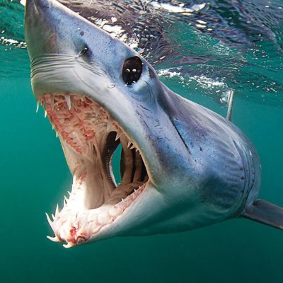 DeepSeaClips's profile picture. %6er