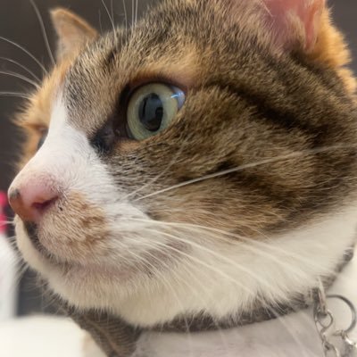 CHIRU29CHIRU's profile picture. ミショメンTV🥰Apollogic🥰アポロCh、 8月6日に中免取得(AT限定w)