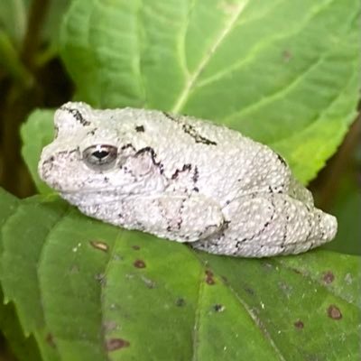 tortalion's profile picture. 