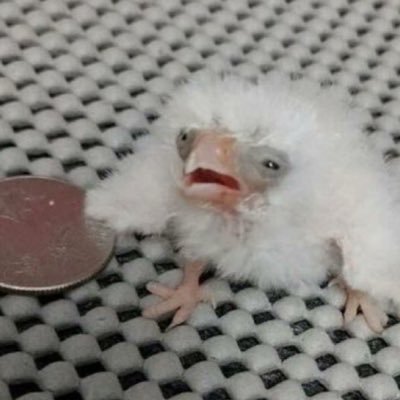 nenreisasyosare's profile picture. 明太子1キロ探してます@yukivia_s14 #全日本ドカ鬱ぶーぶくらぶ