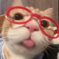 ɴᴇᴋᴏ (@cxpr1c0rnn_) 's Twitter Profile
