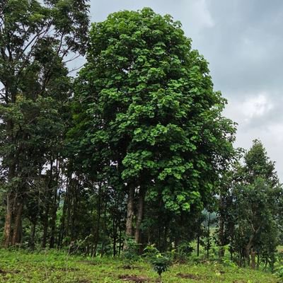 REGIONAL CHIEF CONSERVATOR OF FORESTS,BERHAMPUR CIRCLE,BERHAMPUR