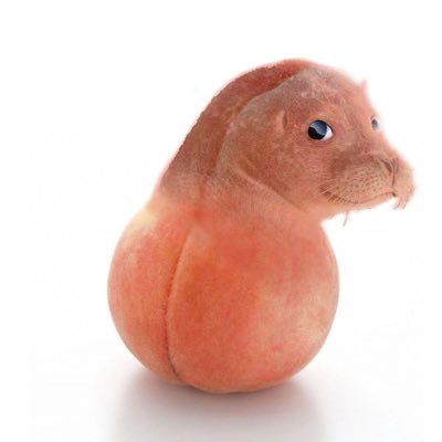 Gabo_chichon's profile picture. 