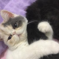 hamnah bin amir (@hamnahbinamir) 's Twitter Profile