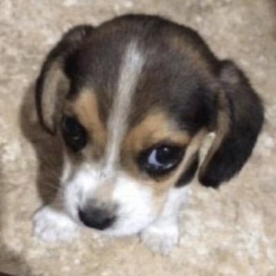 fflllooogggge4's profile picture. 농장빙