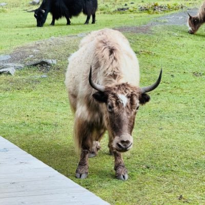 taiyang0601's profile picture. 