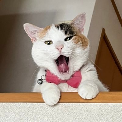 chizurumio's profile picture. 児童文学作家。「少女海賊ユーリ」シリーズ(童心社)、「翼もつ者」(新日本出版社)「ドラゴニア王国物語」(角川書店)、「ダンゴムシだんごろう」シリーズ(すずき出版)、「山のうらがわの冒険」(あかね書房)など。猫写真が多くてすみません。