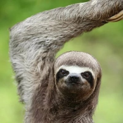 alexseyreones's profile picture. 