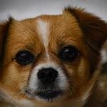 メイメイ雑記📖ブログ6ヶ月目の挑戦 (@chaindaine77501) Twitter profile photo