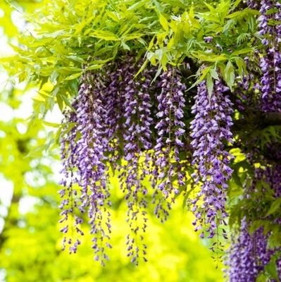 nshsMEG8ccI3I4U's profile picture. ニューハーフ(ニュータイプ)