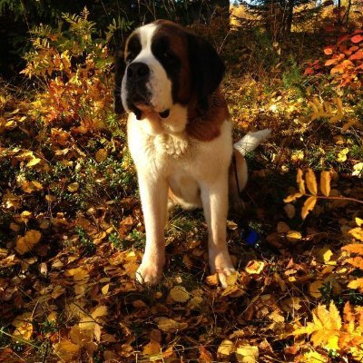 Canadian Guy In Sweden Profile