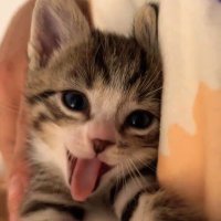 Lohee (@kaktusscomel) 's Twitter Profile