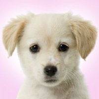쿨냥이 (@renchenmt) 's Twitter Profile