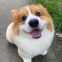 John (@corgetoshi) 's Twitter Profile Photo John (@corgetoshi) 's Twitter Profile Photo