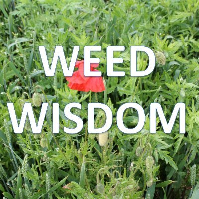 A group of ADAS weed experts reporting on all things weedy. Opinions and views are our own.
Contact weeds@adas.co.uk for more information.