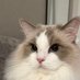 김복례(배급냥🥣🐈) (@kim_bokrye) Twitter profile photo 김복례(배급냥🥣🐈) (@kim_bokrye) Twitter profile photo