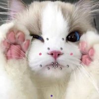 cass (@pisslover44) 's Twitter Profile