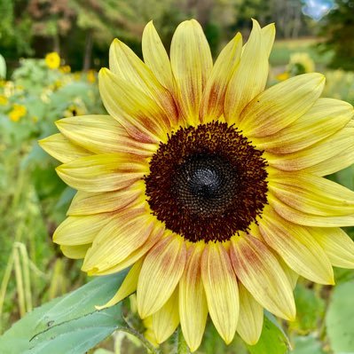 Twitch Streamer | vision, imagination , joy of living .