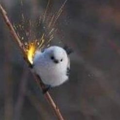 MarcelDehek's profile picture. envie de dire les termes