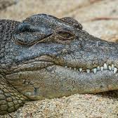 NisLove16's profile picture. Investor