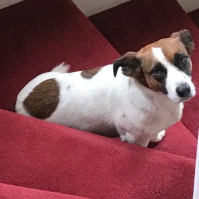🇬🇧. We should leave this world a little bit better than how we found it. Love my dog.