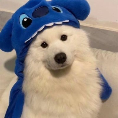 nullpointer0k's profile picture. 