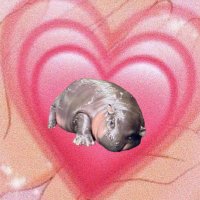 น้องผัก ✨ (@kananiverse) 's Twitter Profile Photo